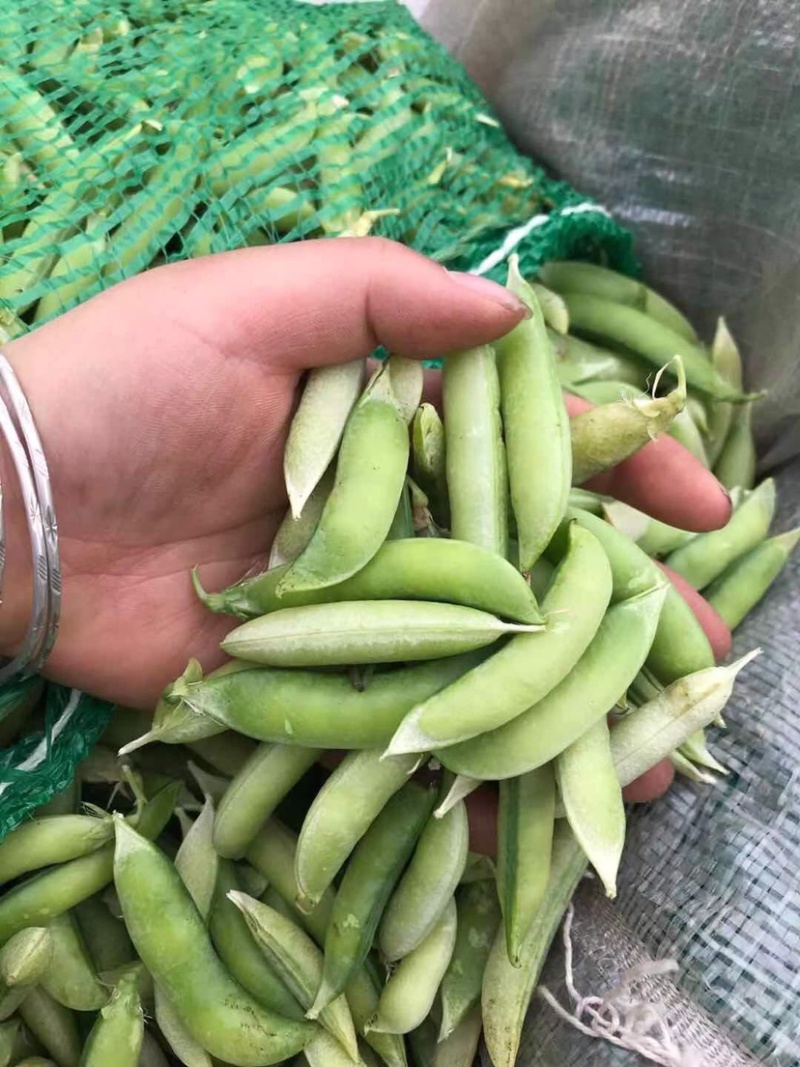 新鲜大白豌豆，质量保证，要得赶紧，