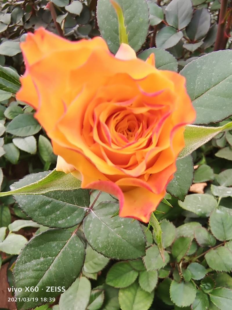 精选月季花苗金色海岸云南昆明基地供应根系发达量大从优