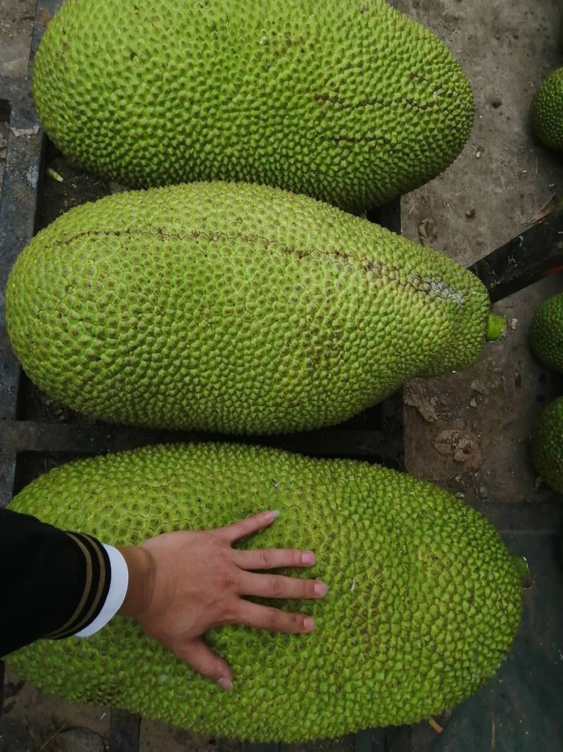 海南热带水果精品（波罗蜜）
