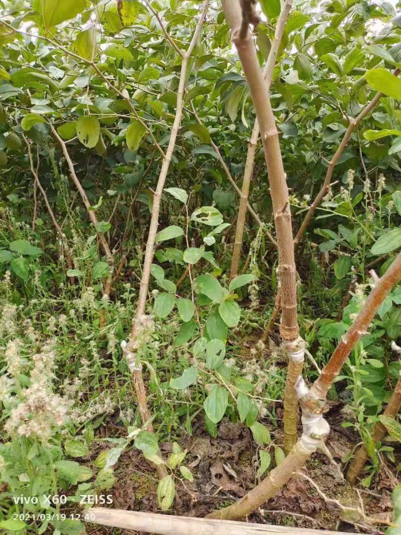 大青枣苗：当年种当年结果，易管理，结果多