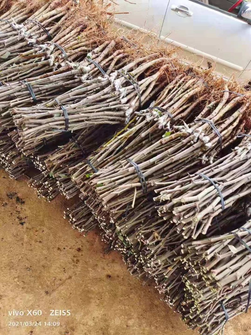 大青枣苗：当年种当年结果，易管理，结果多