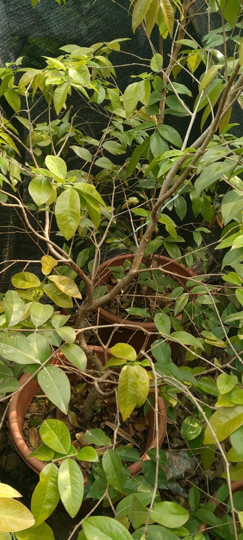 早生四季嘉宝果杯苗：种植4年结果，果味道超好吃，钙质高