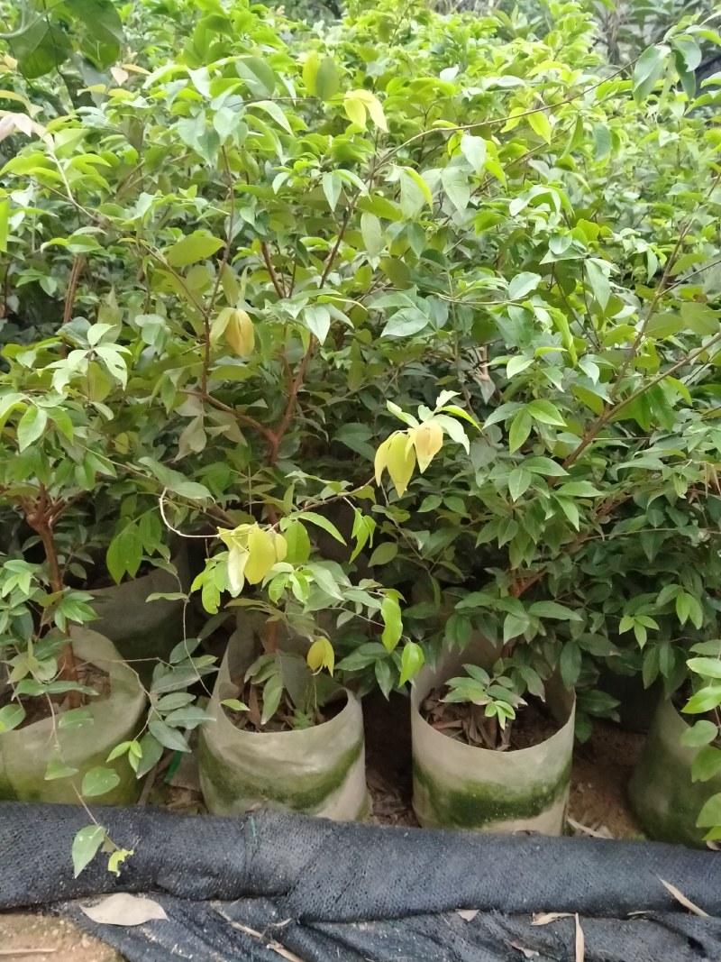 早生四季嘉宝果杯苗：种植4年结果，果味道超好吃，钙质高
