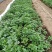 【红薯苗】安徽精品303红薯苗一手货源脱毒红薯苗