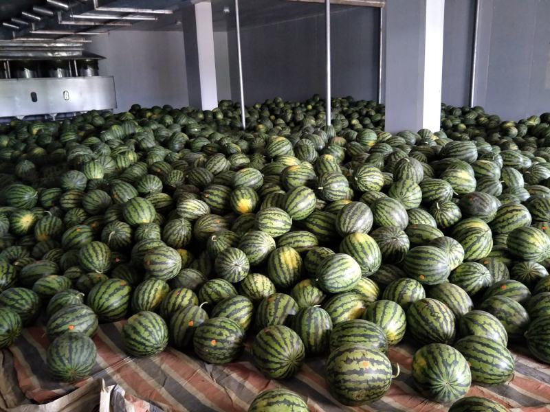 云南保山精品甜王西瓜！质量上乘！品质保证！一手货源！甜王