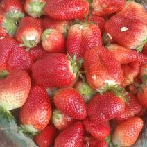 精品草莓：意大利17上市了，莓农直供，欢迎大家前来采购
