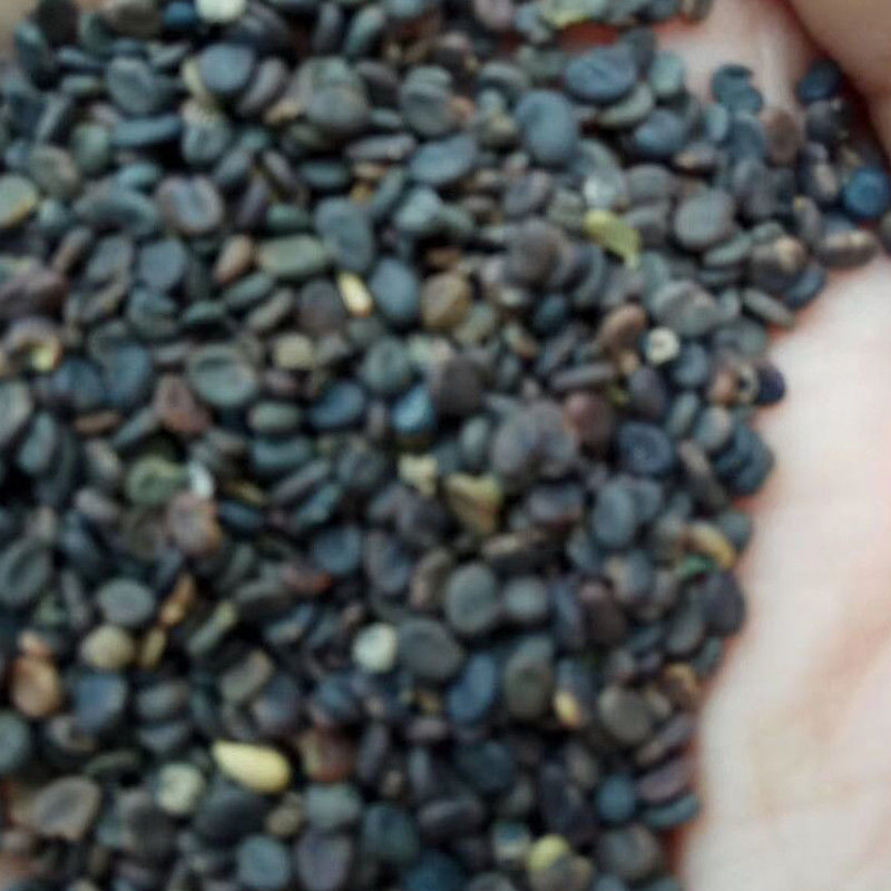 黄芪种子陇西黄芪籽棉芪原产地甘肃陇西发货2020年新