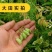 黄芪种子陇西黄芪籽棉芪原产地甘肃陇西发货2020年新