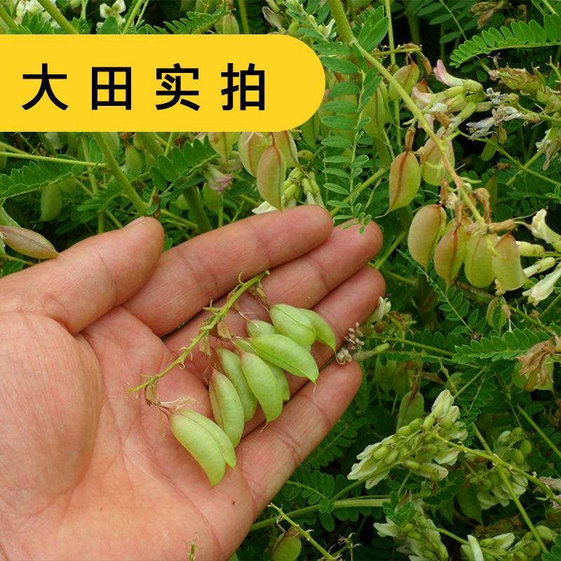 黄芪种子陇西黄芪籽棉芪原产地甘肃陇西发货2020年新