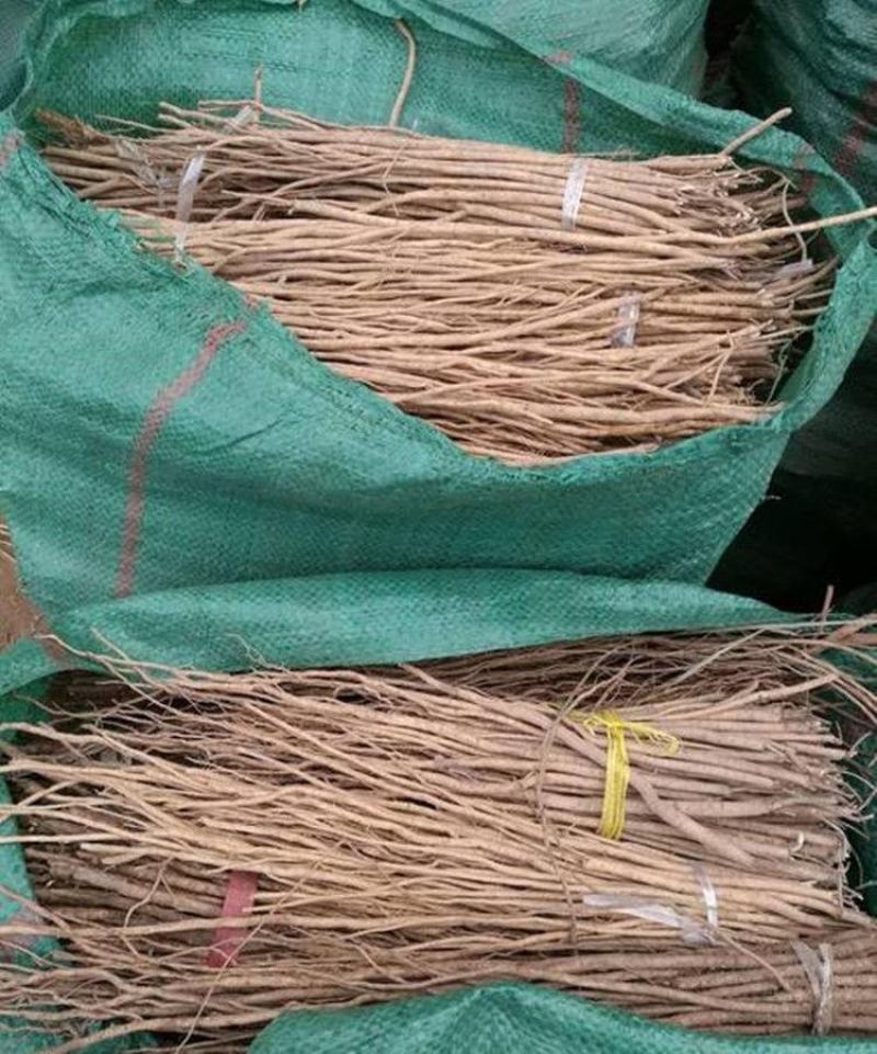 黄芪种子陇西黄芪籽棉芪原产地甘肃陇西发货2020年新