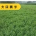 黄芪种子陇西黄芪籽棉芪原产地甘肃陇西发货2020年新