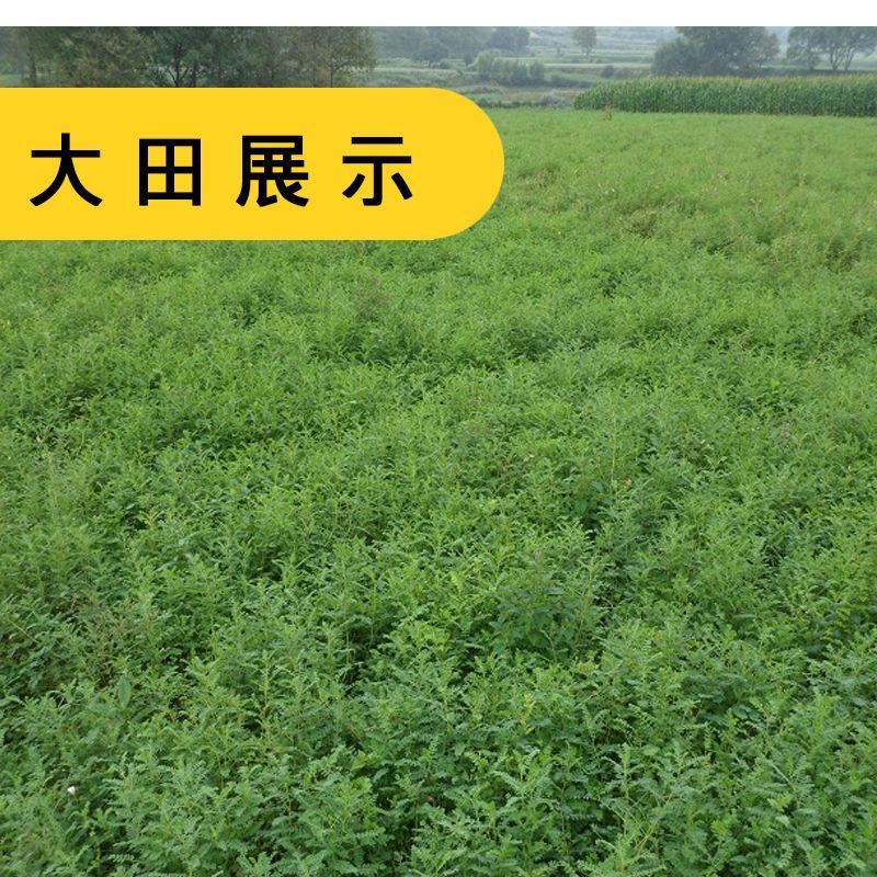 黄芪种子陇西黄芪籽棉芪原产地甘肃陇西发货2020年新