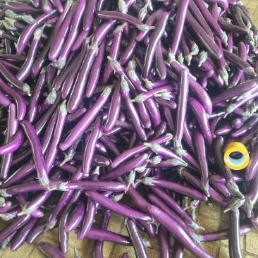 广东精品茄子大量上市，产地直发，一手货源，价格合理