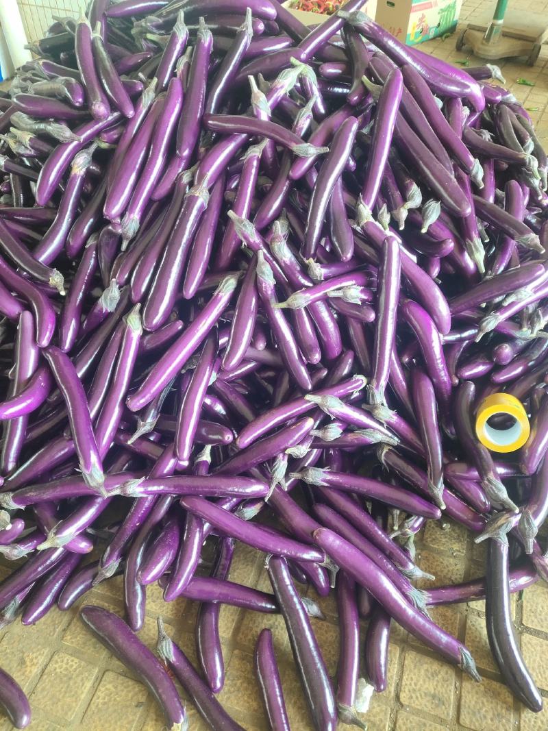 广东精品茄子大量上市，产地直发，一手货源，价格合理