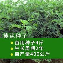 黄芪种子陇西黄芪籽棉芪原产地甘肃陇西发货2020年新