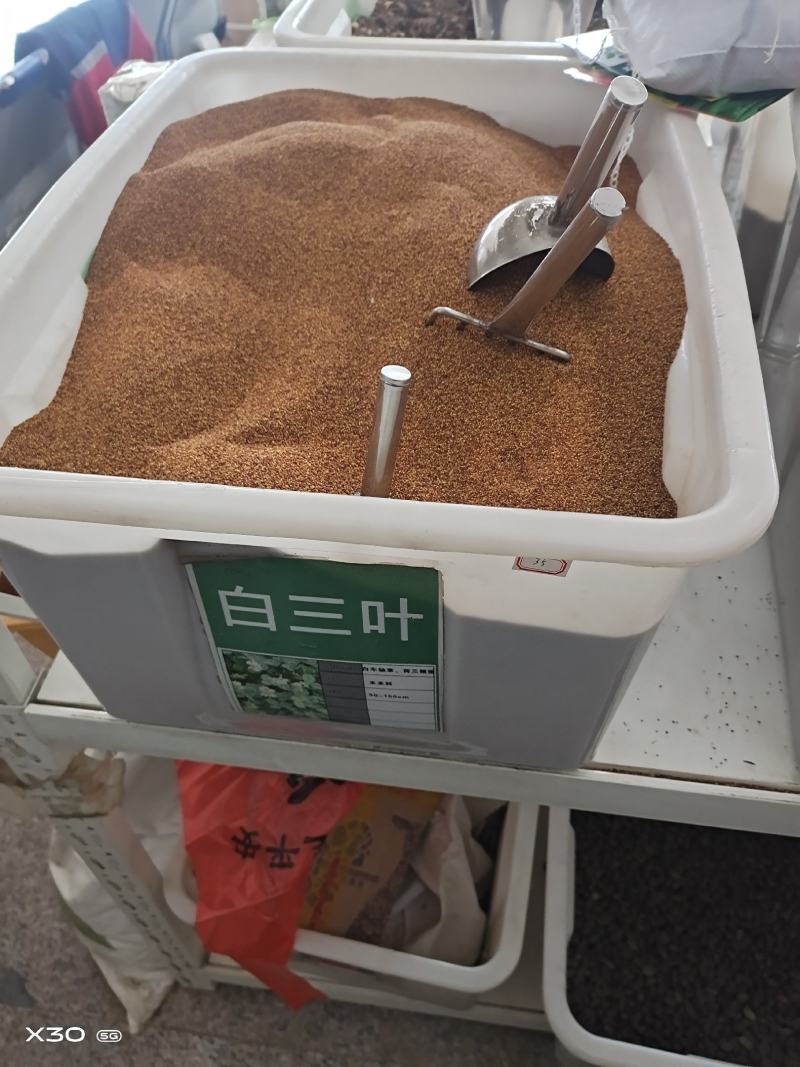 红三叶白三叶草籽纯度好发芽率高公鼎绿化苗木园艺场