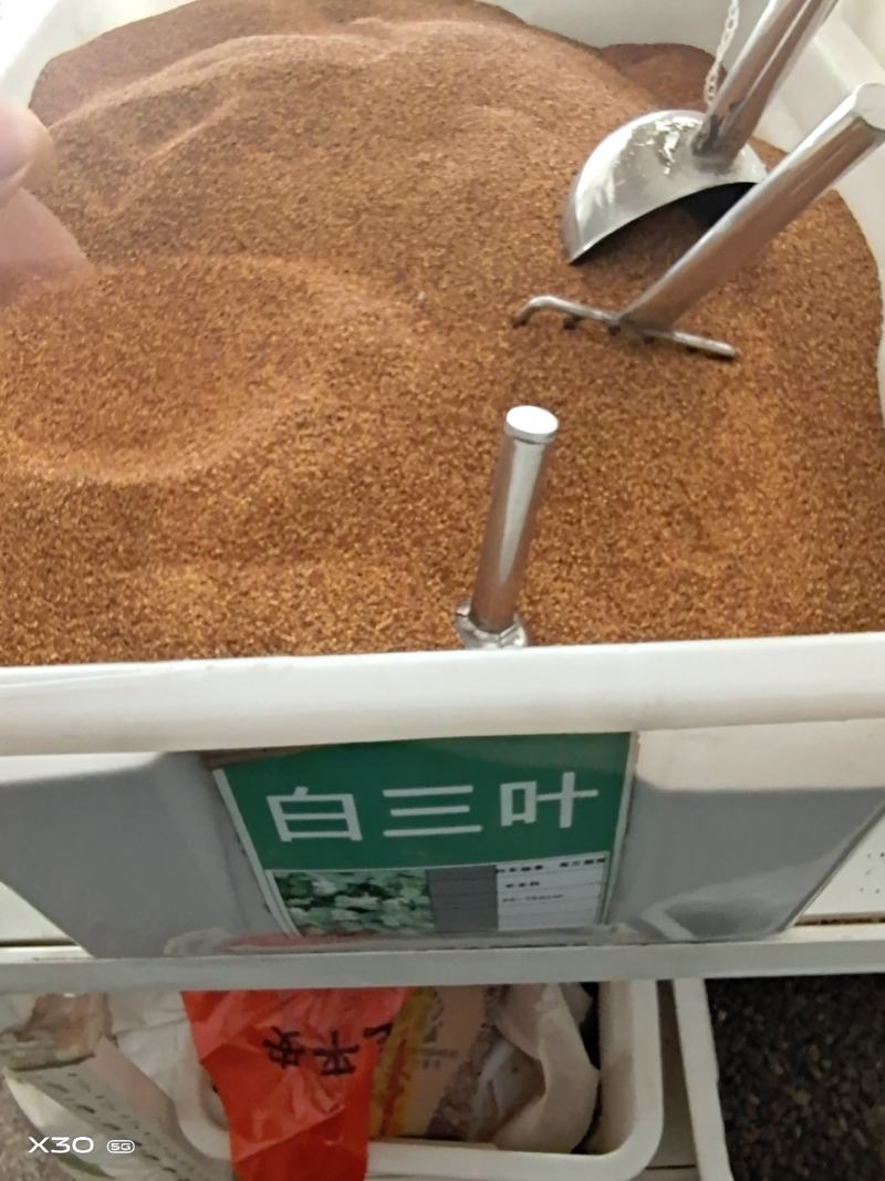 红三叶白三叶草籽纯度好发芽率高公鼎绿化苗木园艺场