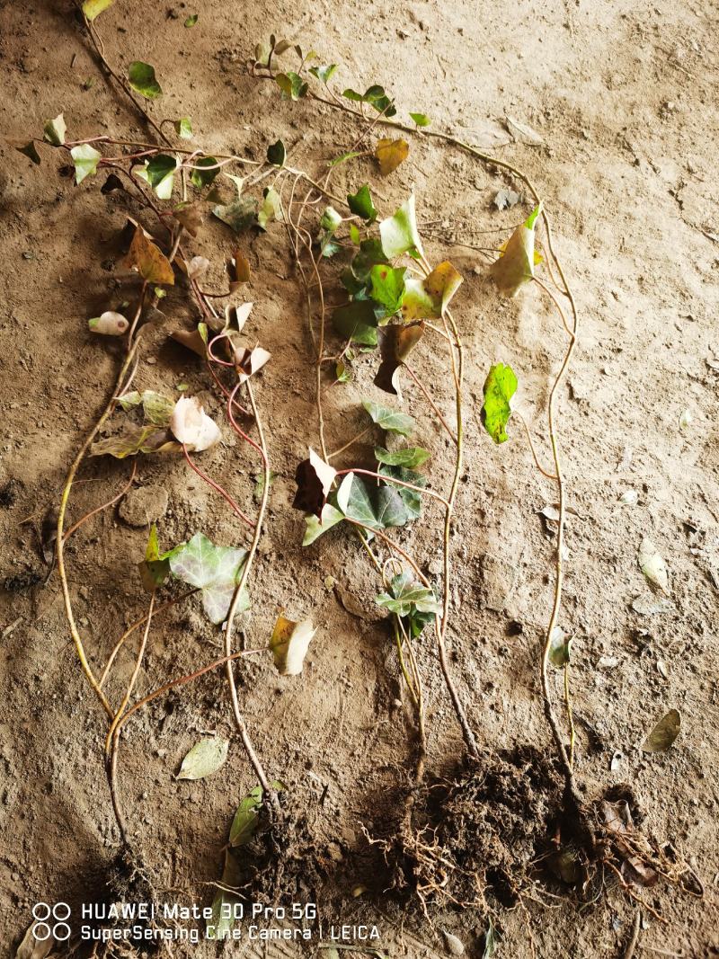 花叶蔓爬藤植物金边常青藤苗圃大量供应大小规格均有