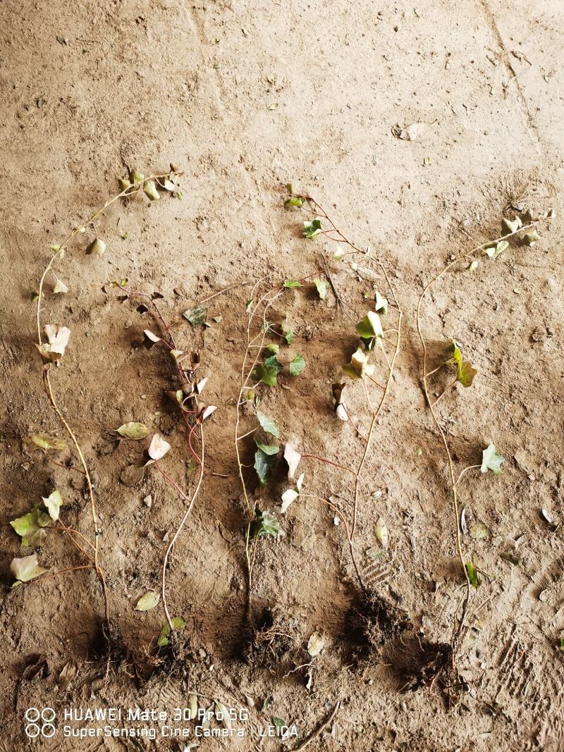 花叶蔓爬藤常青藤花叶常青藤金边常青藤