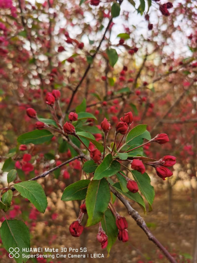 再力花各种各样的水生植物苗圃大量供应大小规格均有量大