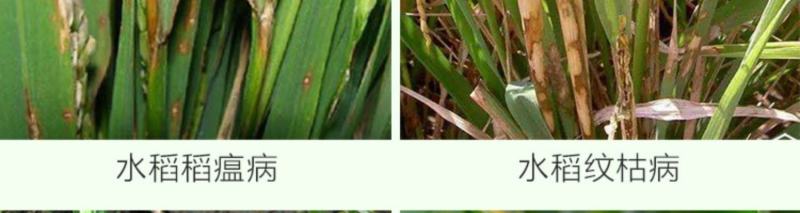 龙灯至伏保大生代森锰锌土豆蔬菜白粉病黑斑病广谱保护杀菌剂