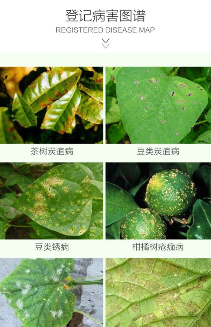 龙灯至伏保大生代森锰锌土豆蔬菜白粉病黑斑病广谱保护杀菌剂