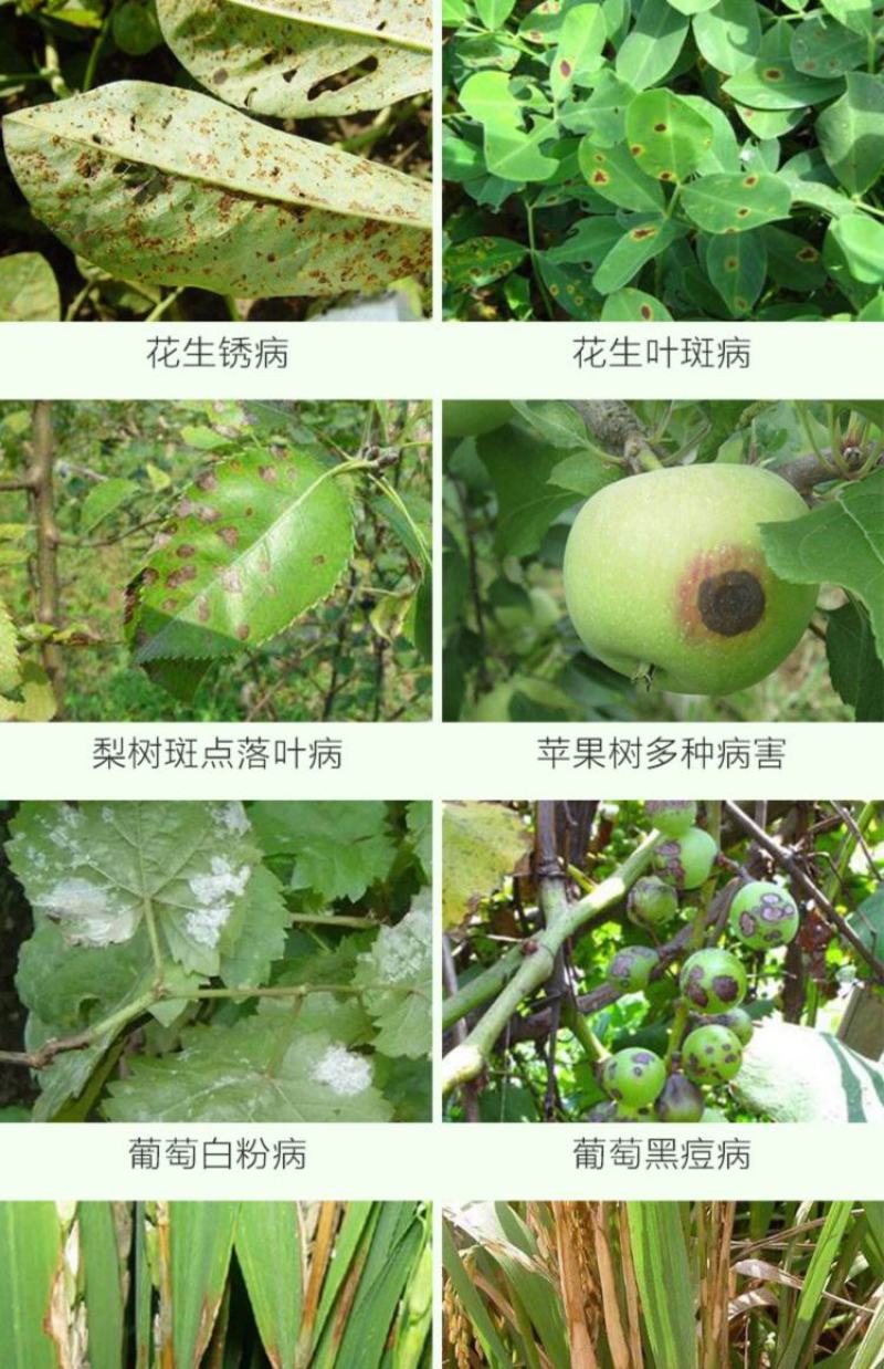 龙灯至伏保大生代森锰锌土豆蔬菜白粉病黑斑病广谱保护杀菌剂