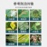 龙灯至伏保大生代森锰锌土豆蔬菜白粉病黑斑病广谱保护杀菌剂