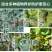 龙灯至伏保大生代森锰锌土豆蔬菜白粉病黑斑病广谱保护杀菌剂