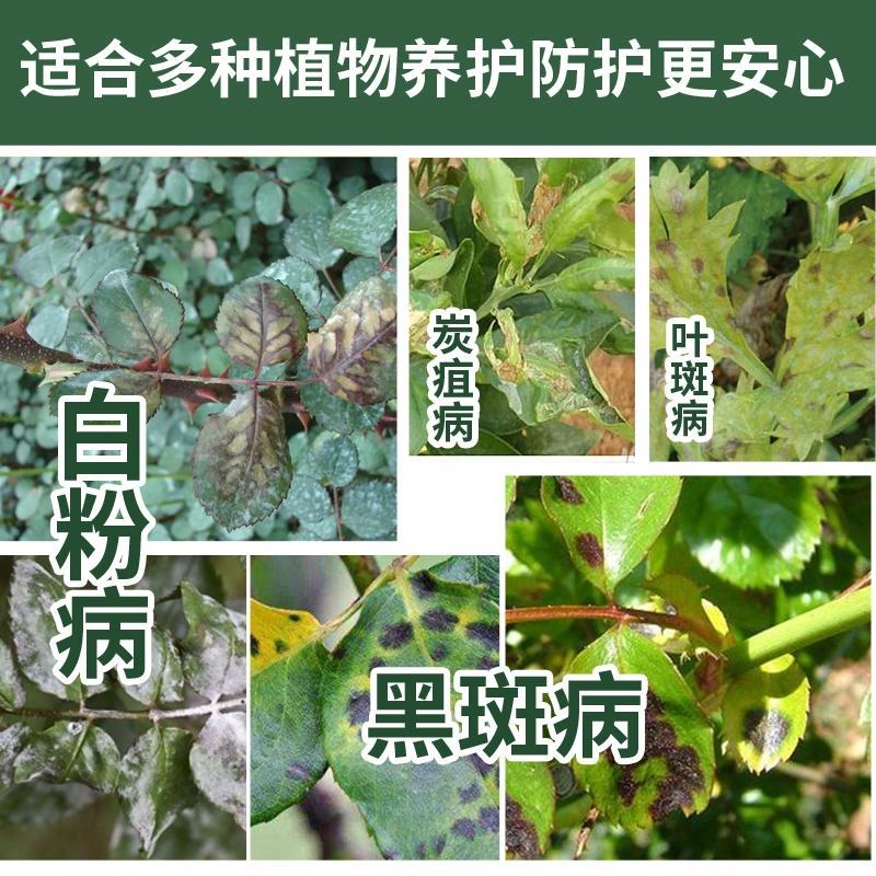 龙灯至伏保大生代森锰锌土豆蔬菜白粉病黑斑病广谱保护杀菌剂