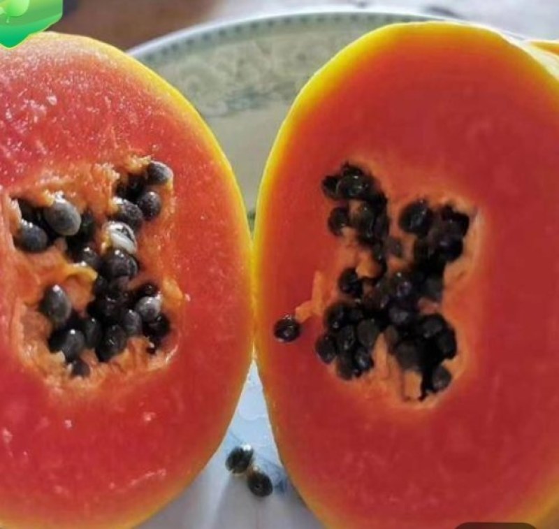 木瓜靓品种苗大青红肉水果木瓜苗，种植几个月结果，清甜可口