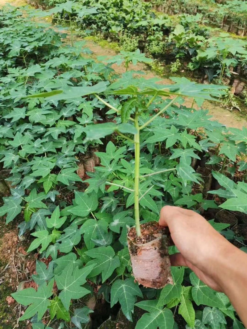 木瓜靓品种苗大青红肉水果木瓜苗，种植几个月结果，清甜可口