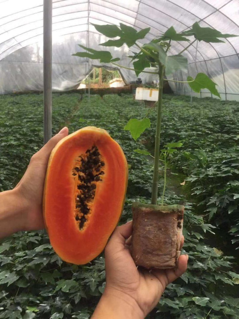 木瓜靓品种苗大青红肉水果木瓜苗，种植几个月结果，清甜可口