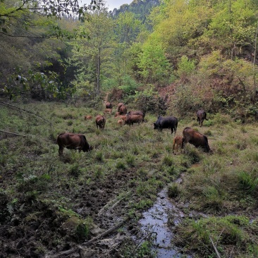 岭南黄牛100~200kg