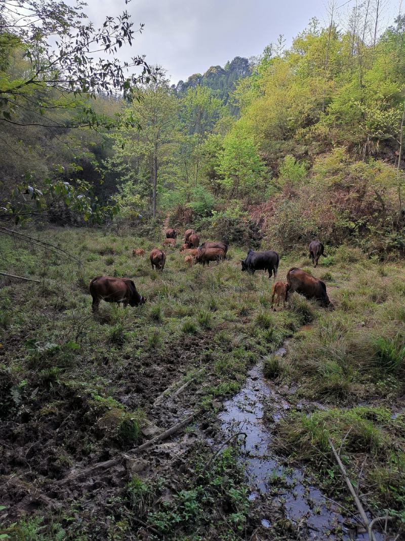 岭南黄牛100~200kg