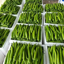 尖椒黄皮207陕西质量好价格随行可以视频看货