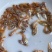 红罗非鱼苗彩虹鲷鱼苗规格齐全产地直供