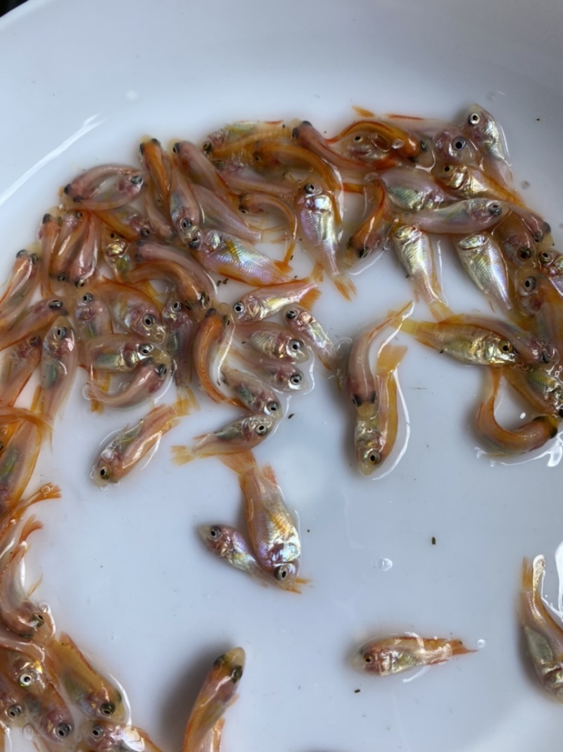 红罗非鱼苗彩虹鲷鱼苗规格齐全产地直供