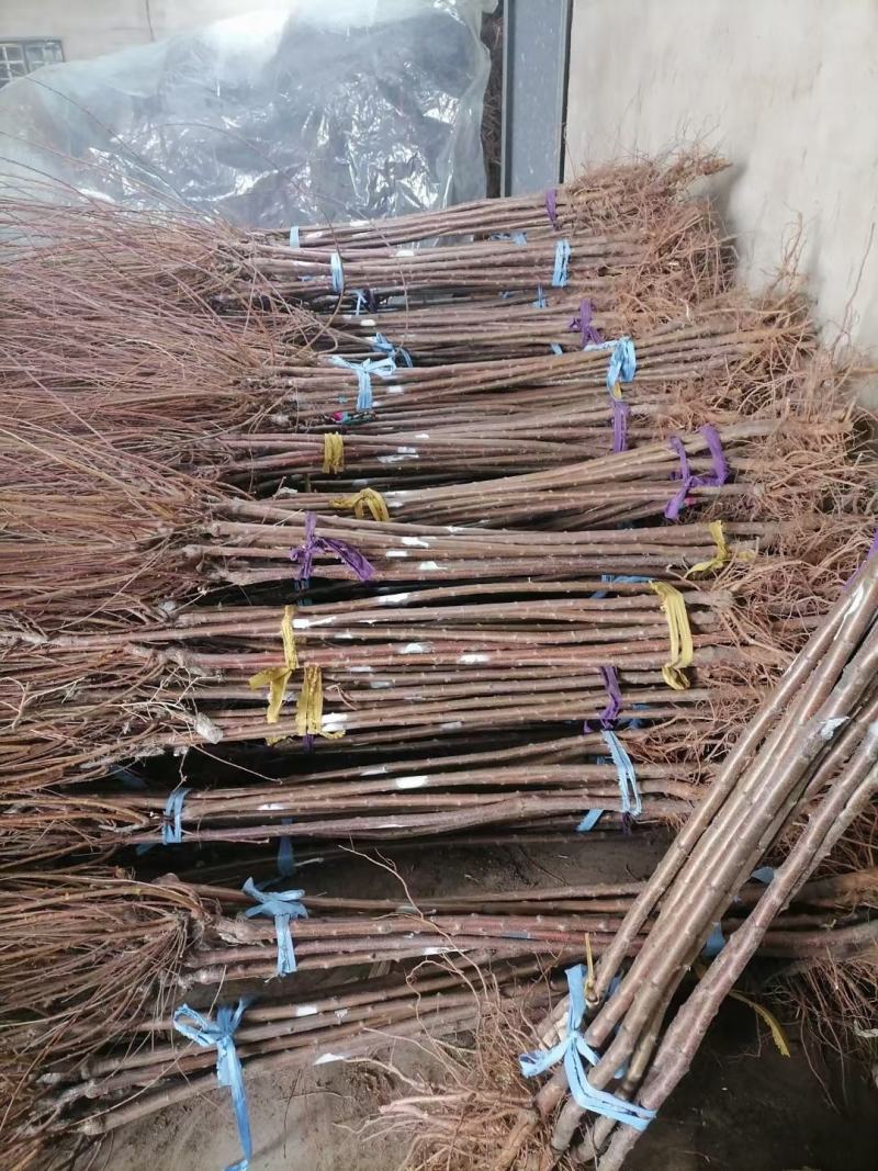 1米接点京梅现货3000棵