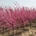 1米接点京梅现货3000棵