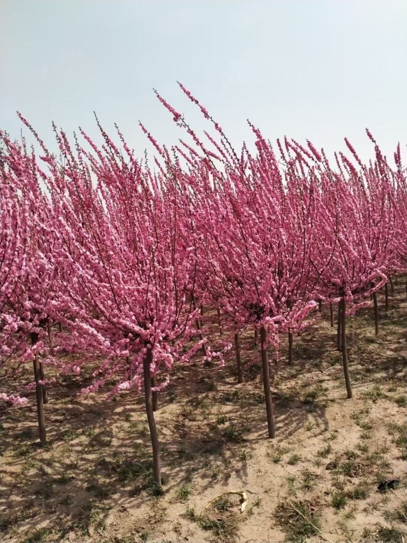 1米接点京梅现货3000棵