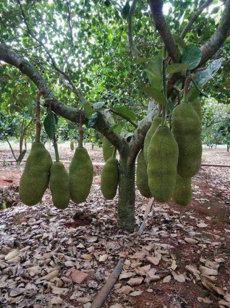 马来西亚一号菠萝蜜苗！一个果可达到20到100斤果