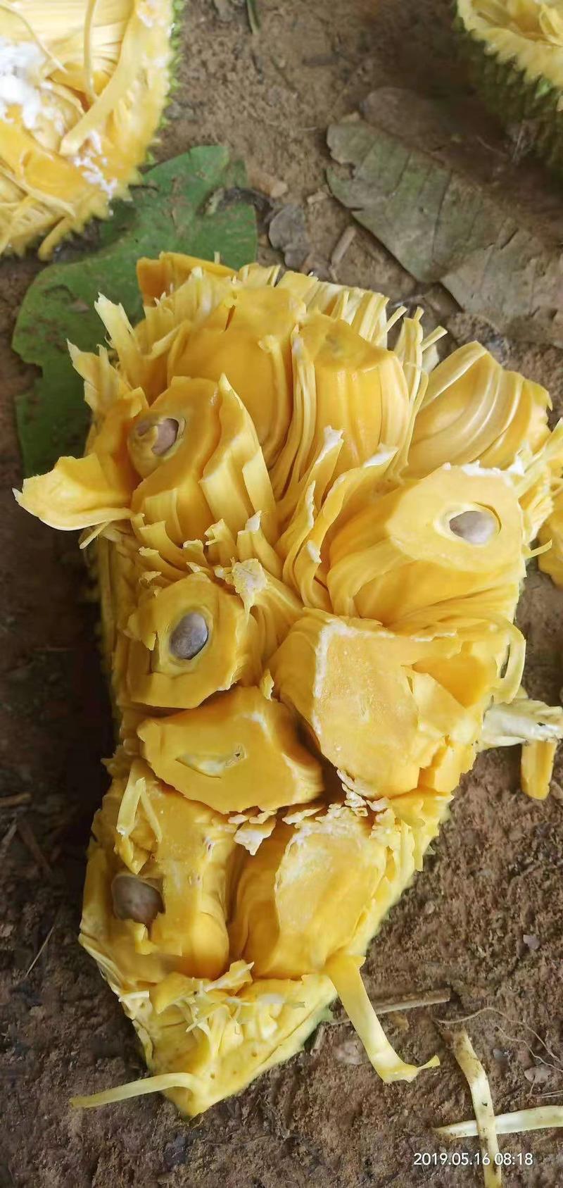 马来西亚一号菠萝蜜苗！一个果可达到20到100斤果