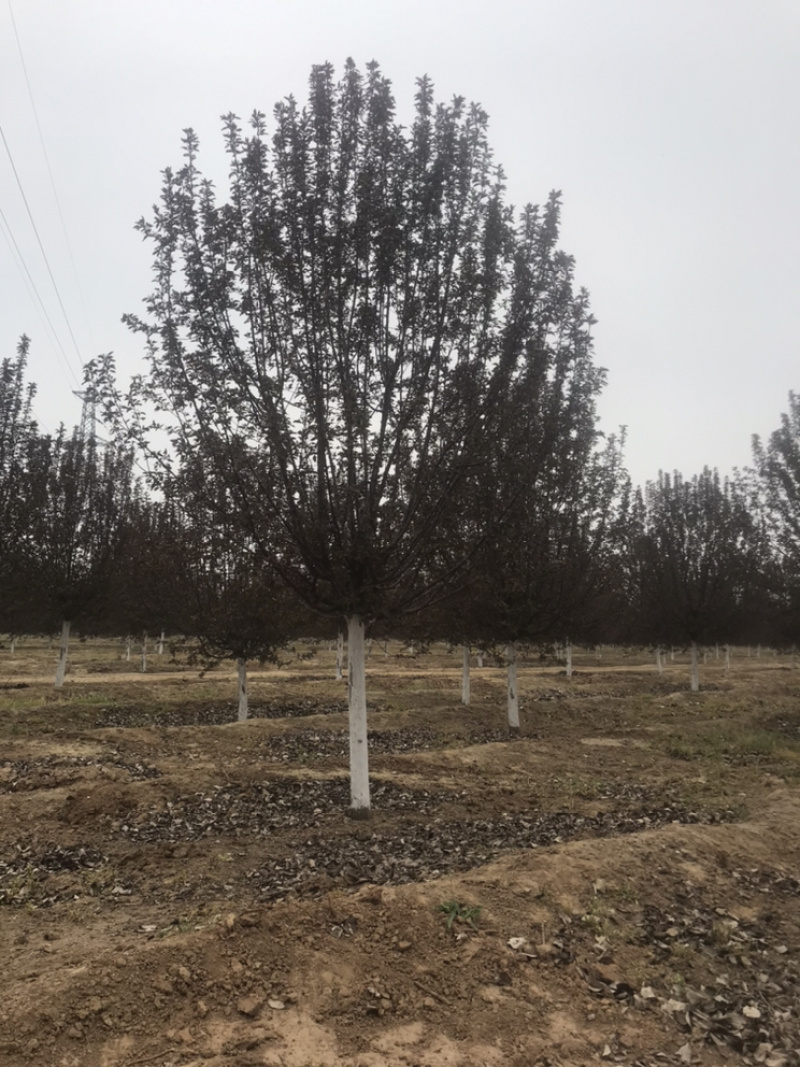 绚丽海棠8公分10公分12公分15公分苗圃直供地头装车