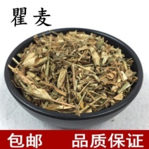 瞿麦巨麦过筛新货产地山东省颜色好
