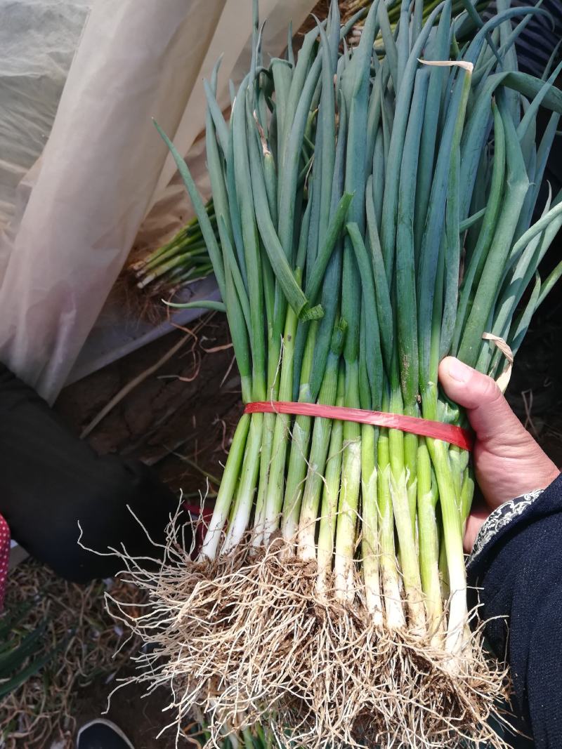 泰安岱岳区范镇小葱子上市