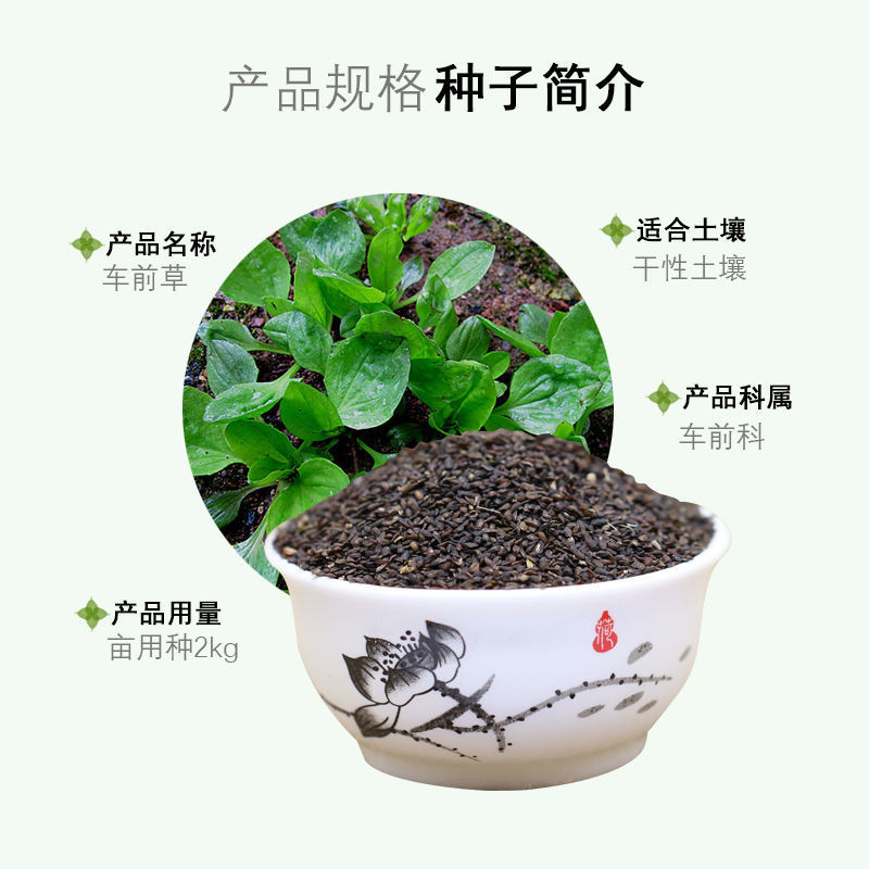 车前草种子食用野菜种籽中药材车轮菜籽野生车前子种四季蔬菜