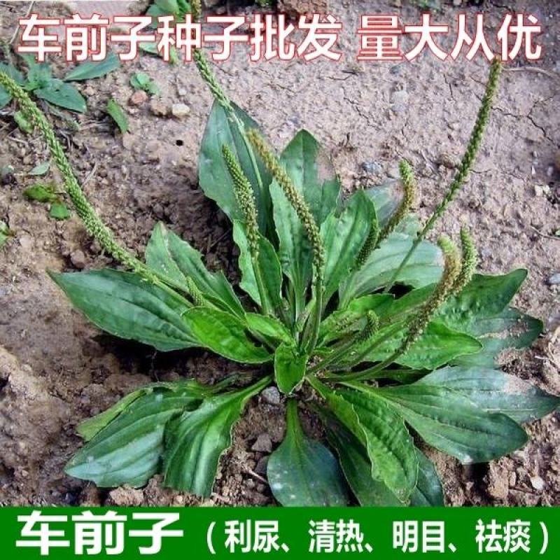 车前草种子食用野菜种籽中药材车轮菜籽野生车前子种四季蔬菜