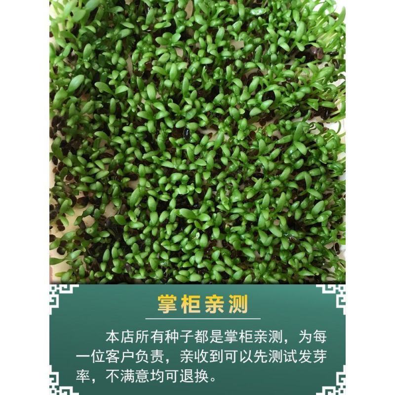车前草种子食用野菜种籽中药材车轮菜籽野生车前子种四季蔬菜