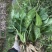 车前草种子食用野菜种籽中药材车轮菜籽野生车前子种四季蔬菜